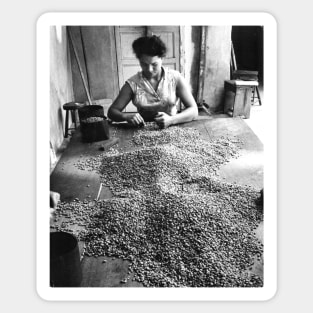 Vintage Photo of Woman Sorting Coffee Sticker